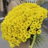 51 желтая кустовая хризантема Бакарди