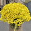 51 желтая кустовая хризантема Бакарди