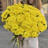 51 желтая кустовая хризантема Балтика