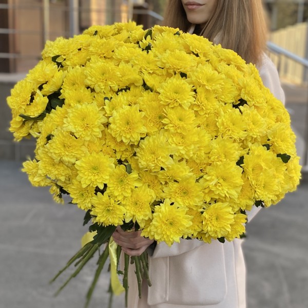 51 желтая кустовая хризантема Балтика