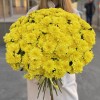 51 желтая кустовая хризантема Балтика