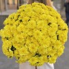 51 желтая кустовая хризантема Балтика