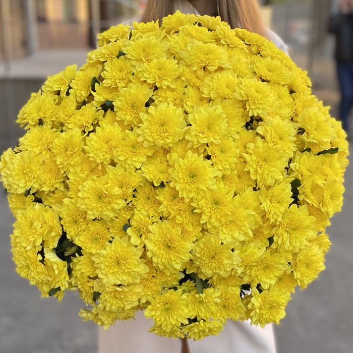 51 желтая кустовая хризантема Балтика