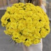 51 желтая кустовая хризантема Балтика