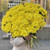 51 желтая кустовая хризантема Балтика