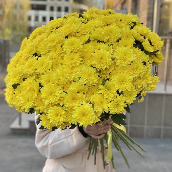51 желтая кустовая хризантема Балтика