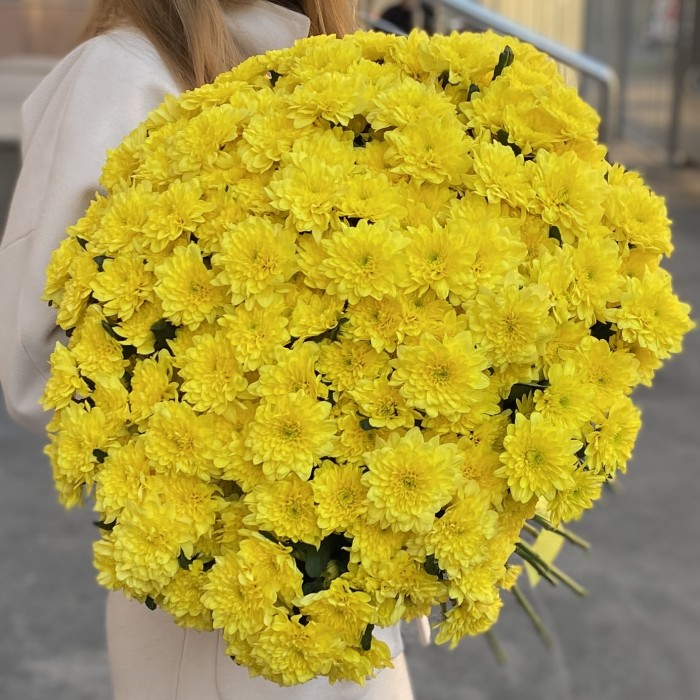 51 желтая кустовая хризантема Балтика