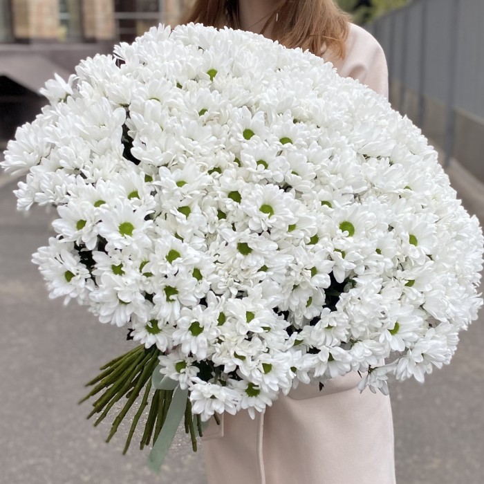 51 белая кустовая хризантема Бакарди