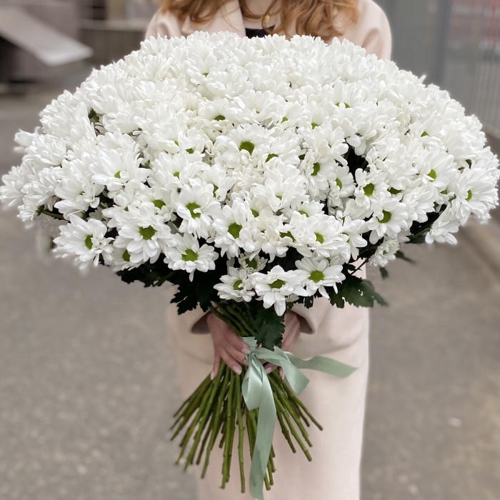 51 белая кустовая хризантема Бакарди