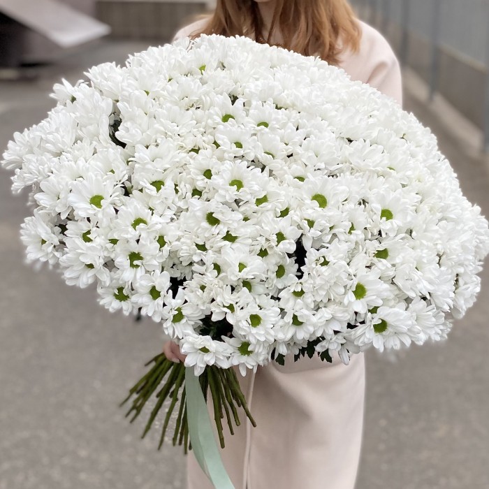 51 белая кустовая хризантема Бакарди