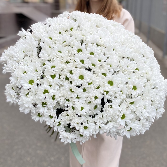 51 белая кустовая хризантема Бакарди