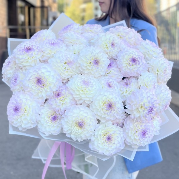 51 бело-сиреневый георгин в упаковке