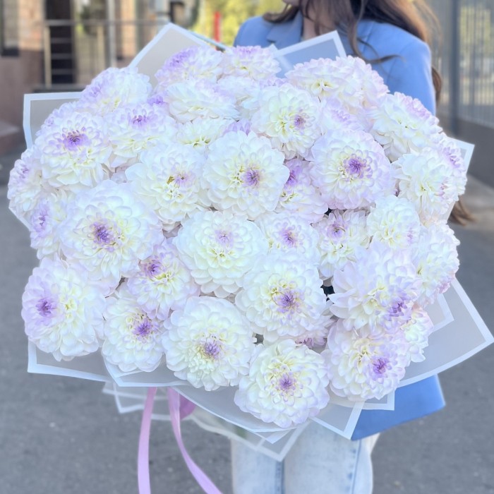 51 бело-сиреневый георгин в упаковке