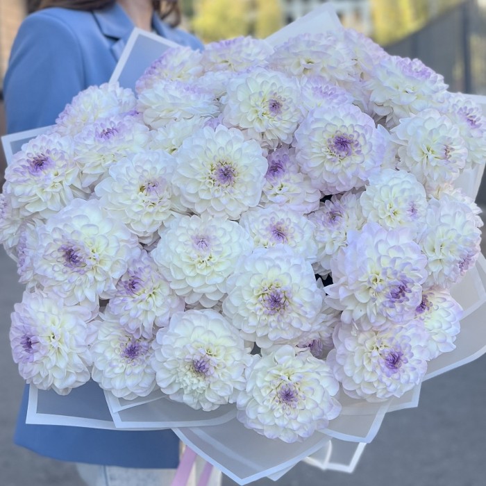 51 бело-сиреневый георгин в упаковке