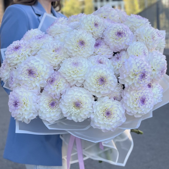 51 бело-сиреневый георгин в упаковке