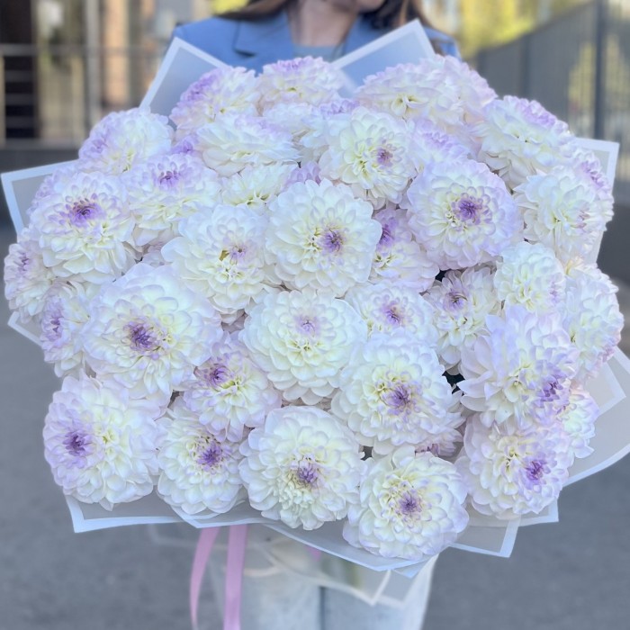 51 бело-сиреневый георгин в упаковке