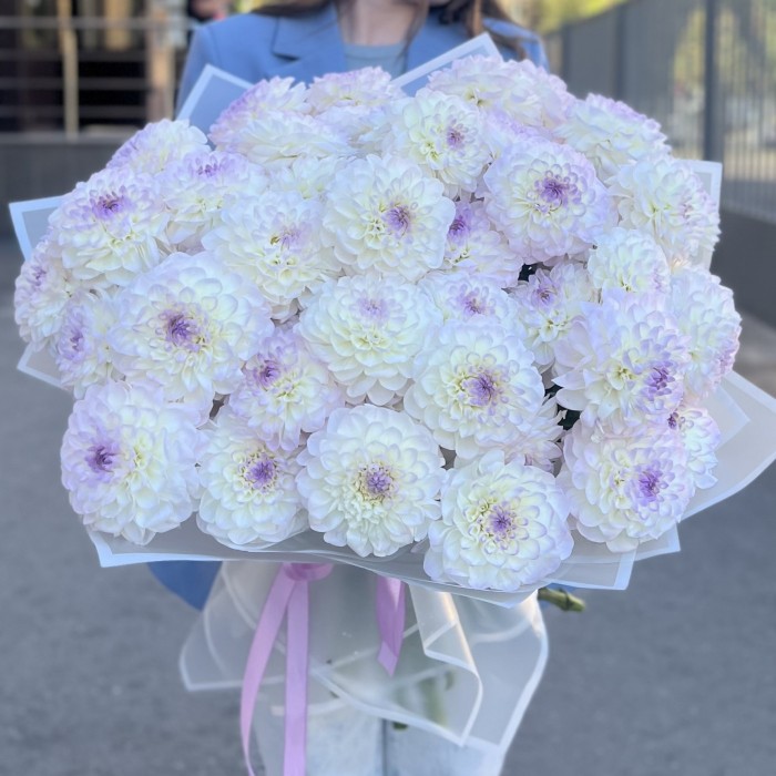51 бело-сиреневый георгин в упаковке