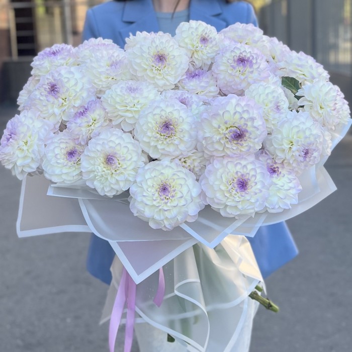 51 бело-сиреневый георгин в упаковке