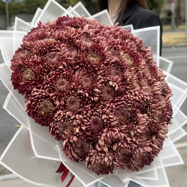 51 бордовая хризантема