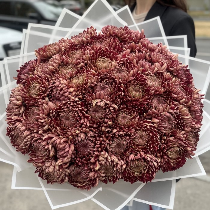 51 бордовая хризантема