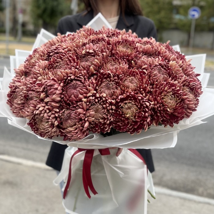 51 бордовая хризантема