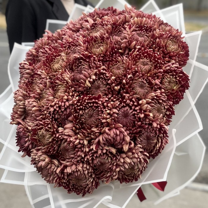51 бордовая хризантема
