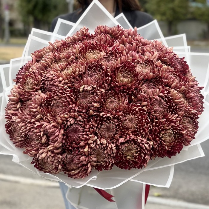 51 бордовая хризантема