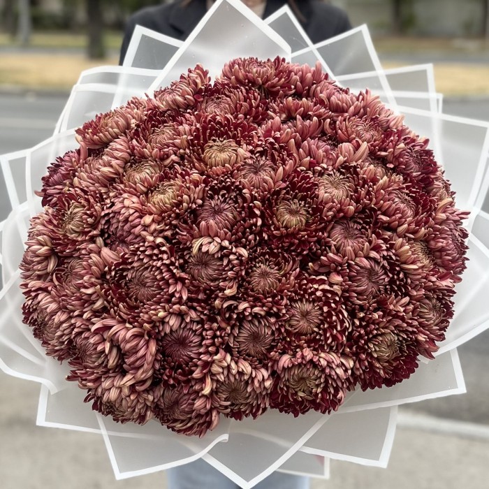 51 бордовая хризантема