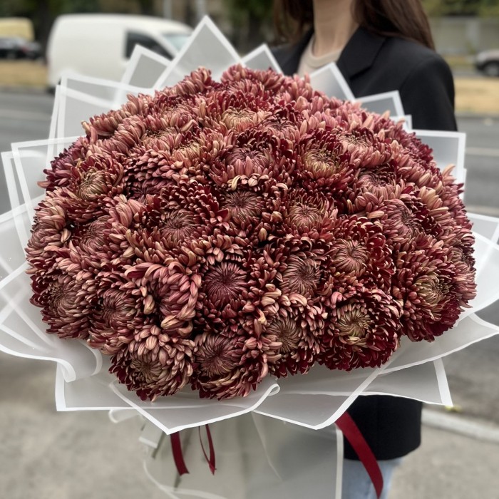 51 бордовая хризантема