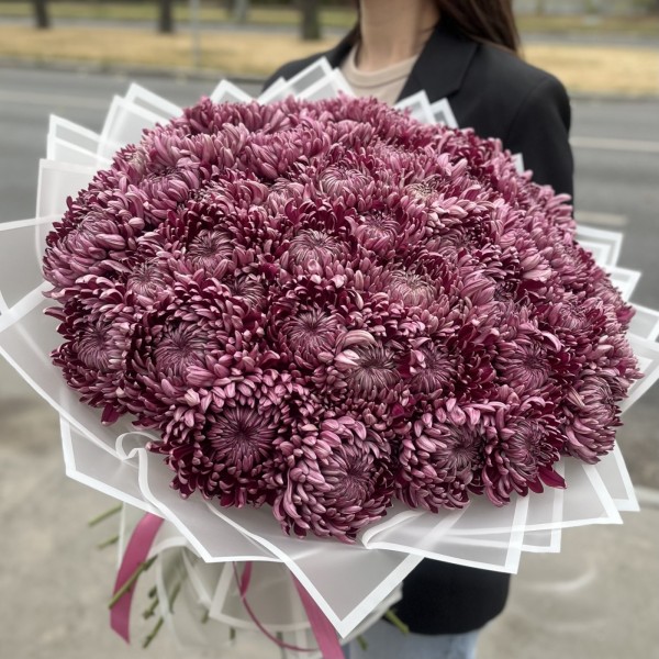 51 фиолетовая хризантема