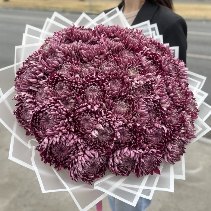 51 фиолетовая хризантема