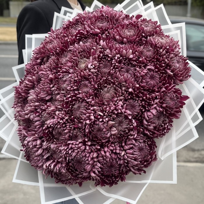 51 фиолетовая хризантема