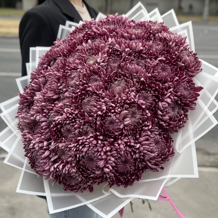 51 фиолетовая хризантема