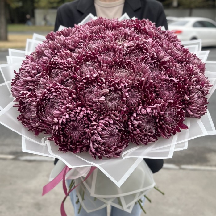 51 фиолетовая хризантема
