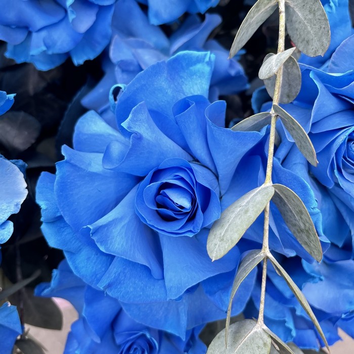 51 пышная голубая роза с эвкалиптом в коробке