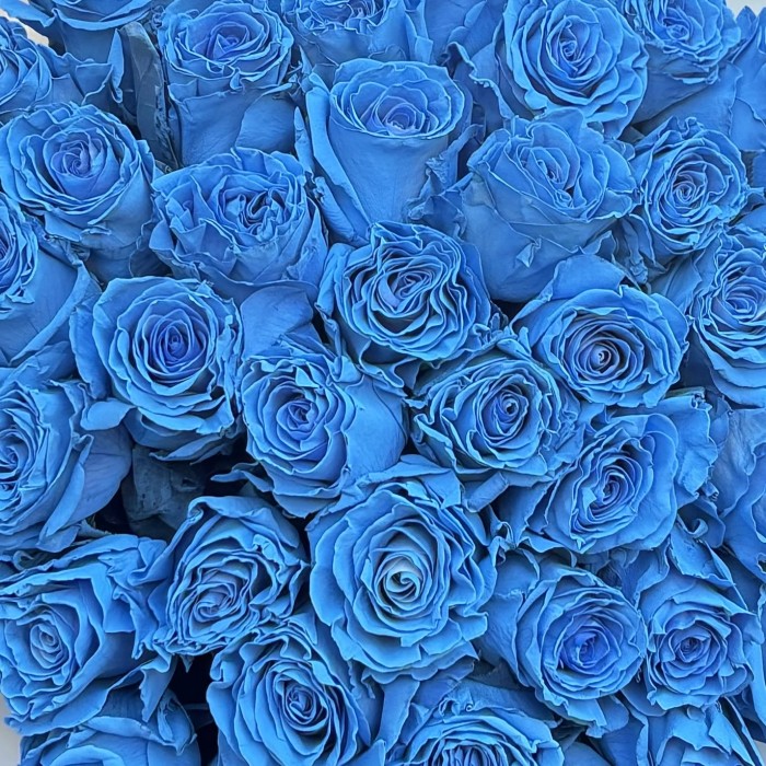 51 голубая роза Бэби блю