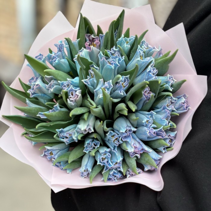 51 голубой тюльпан Лунный краун