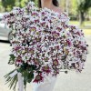 51 кустовая хризантема Саба
