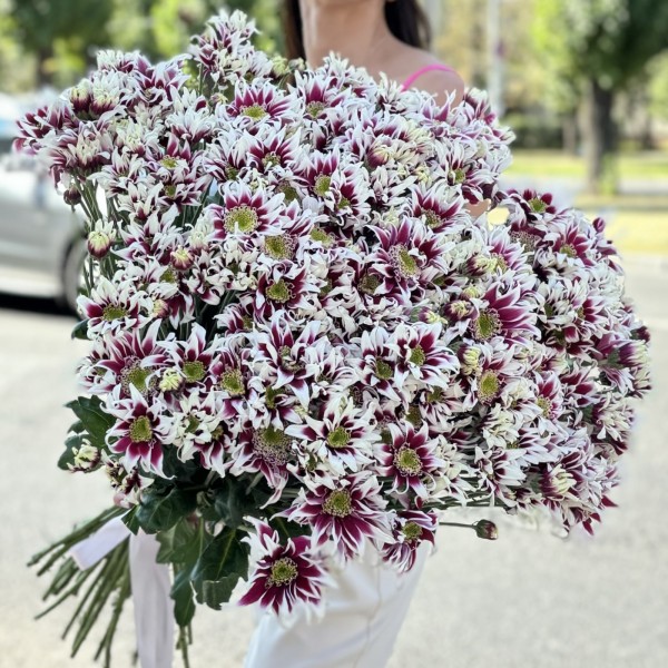 51 кустовая хризантема Саба