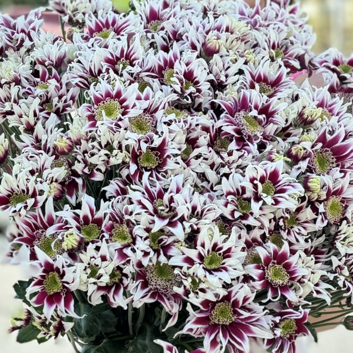 51 кустовая хризантема Саба