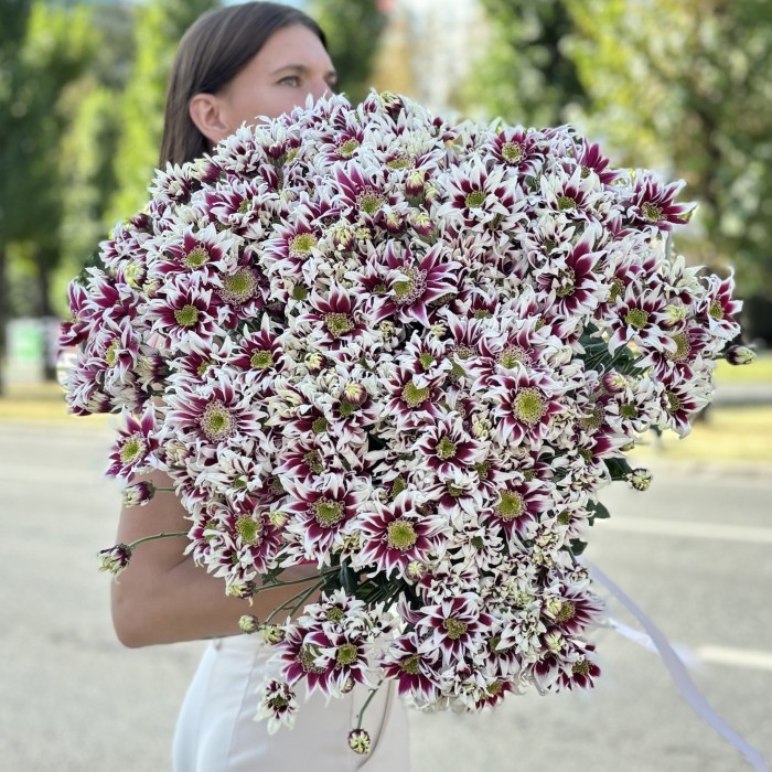 51 кустовая хризантема Саба