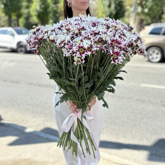 51 кустовая хризантема Саба