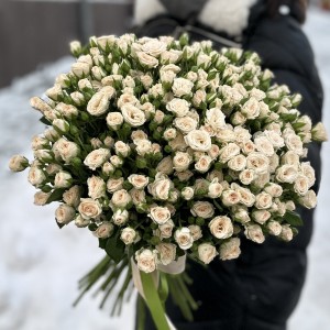 51 кустовая кремовая роза Рослин 50 см