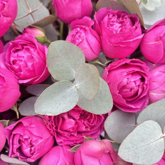 51 кустовая пионовидная роза Мисти Баблс в бархатной коробке