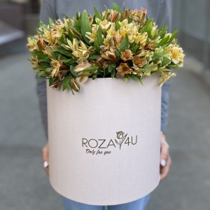 51 оранжевая альстромерия в коробке