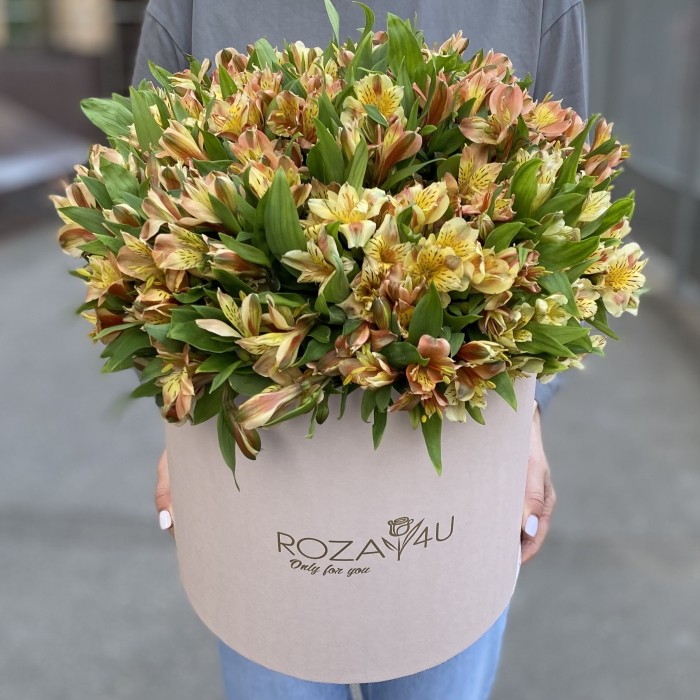 51 оранжевая альстромерия в коробке