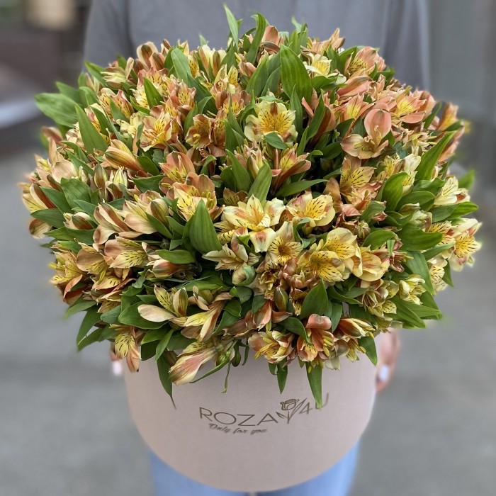 51 оранжевая альстромерия в коробке