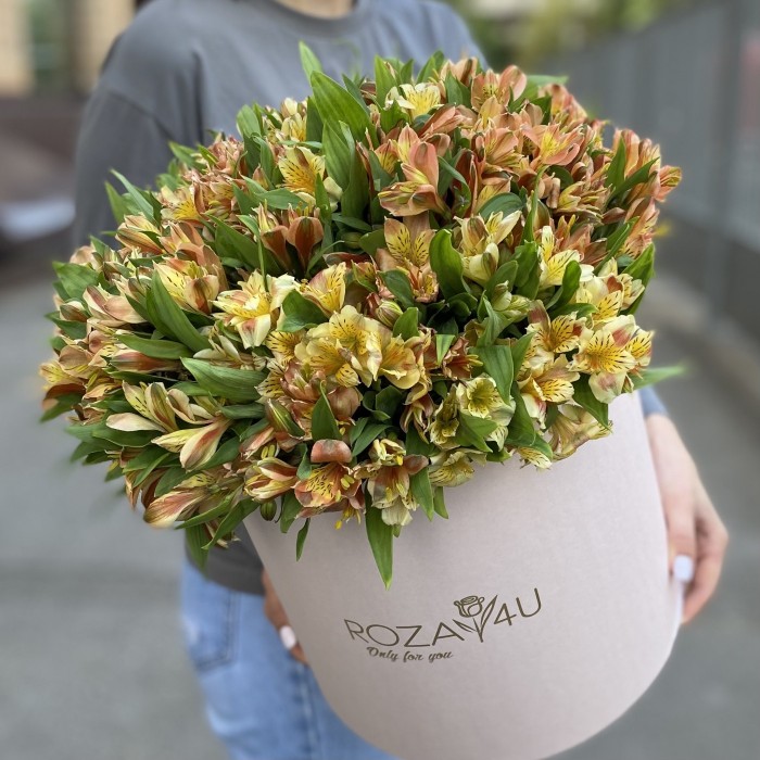 51 оранжевая альстромерия в коробке