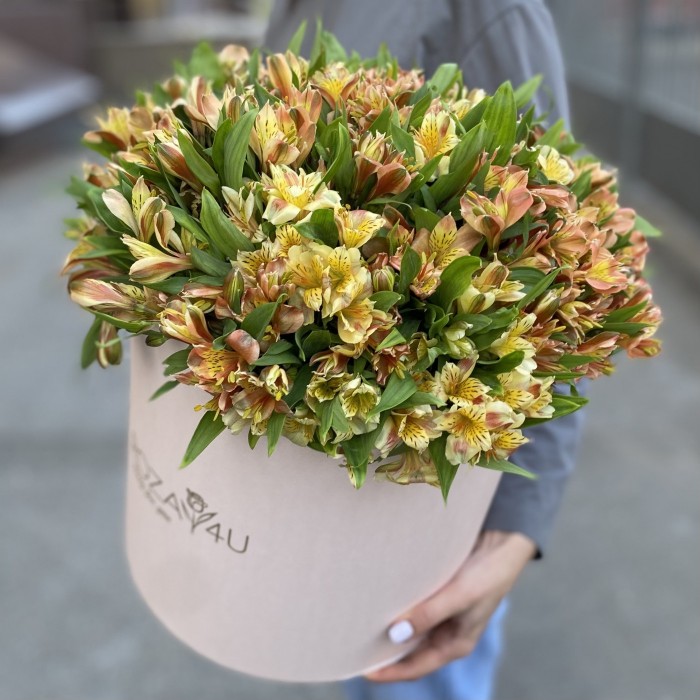 51 оранжевая альстромерия в коробке