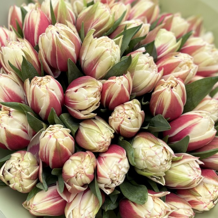 51 пионовидный тюльпан Вермонт